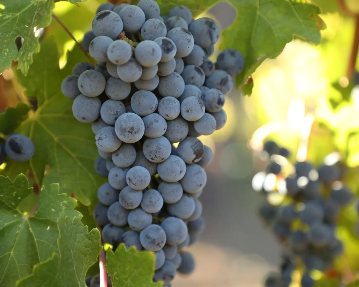 Hope and Grace grapes